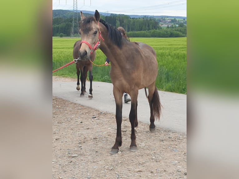 Deutsches Reitpony Stute 9 Jahre Brauner in Waidhaus