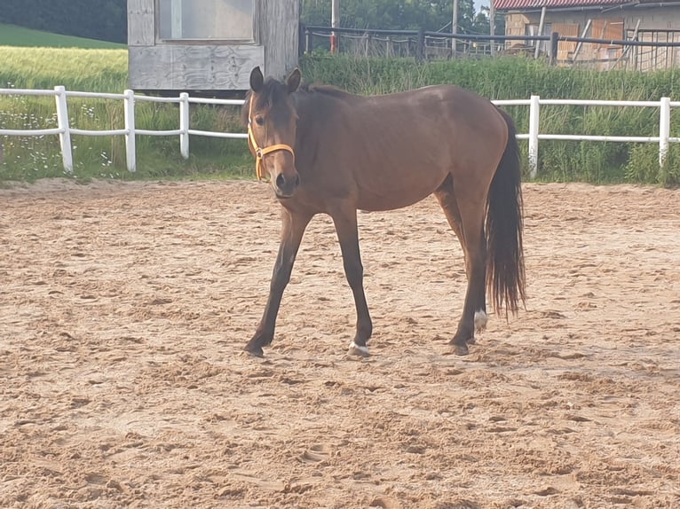 Deutsches Reitpony Stute 9 Jahre Brauner in Waidhaus