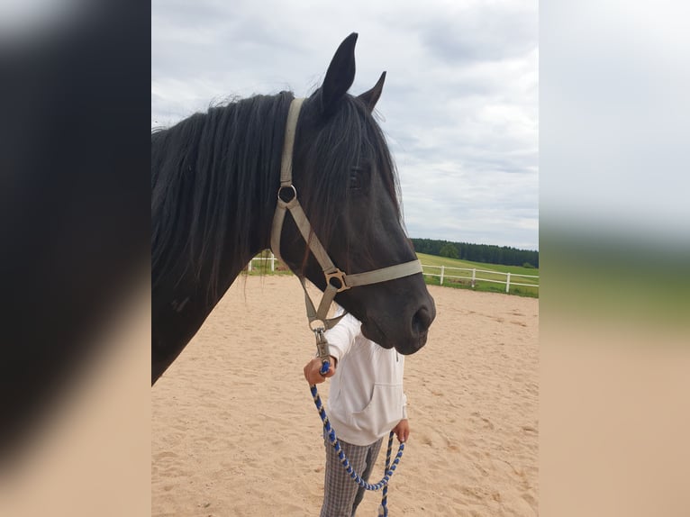 Deutsches Reitpony Stute 9 Jahre Brauner in Waidhaus