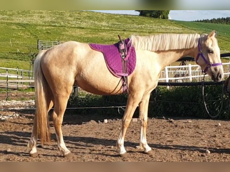 Deutsches Reitpony Stute 9 Jahre Brauner in Waidhaus