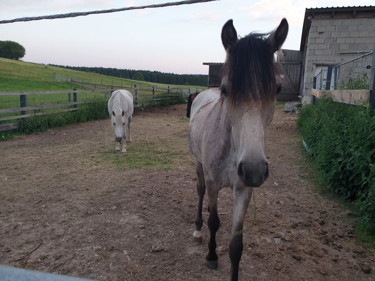 Deutsches Reitpony Stute 9 Jahre Brauner in Waidhaus