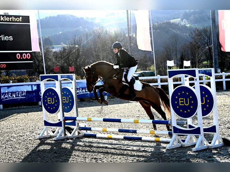 Deutsches Reitpony Stute 9 Jahre Fuchs in Weilbuch