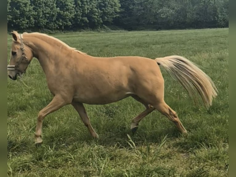 Deutsches Reitpony Stute 9 Jahre Palomino in Werne
