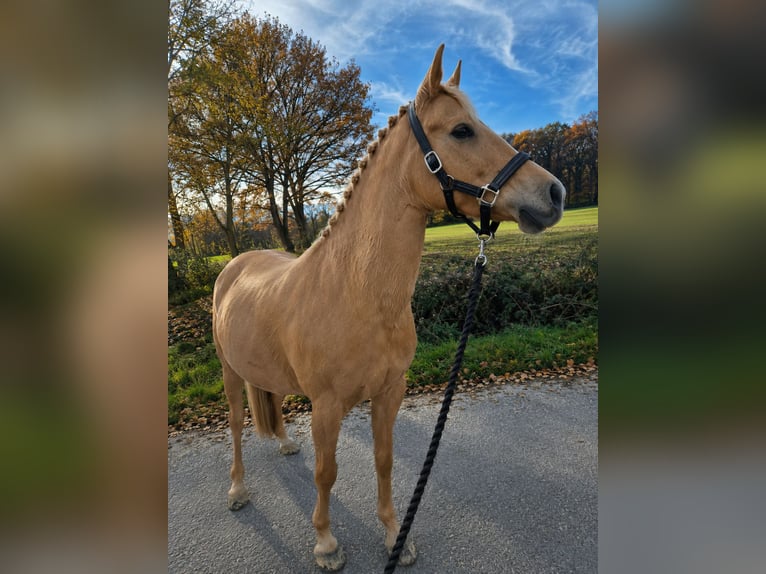 Deutsches Reitpony Stute 9 Jahre Palomino in Werne
