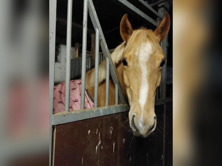 Deutsches Reitpony Stute 9 Jahre Palomino in Werne