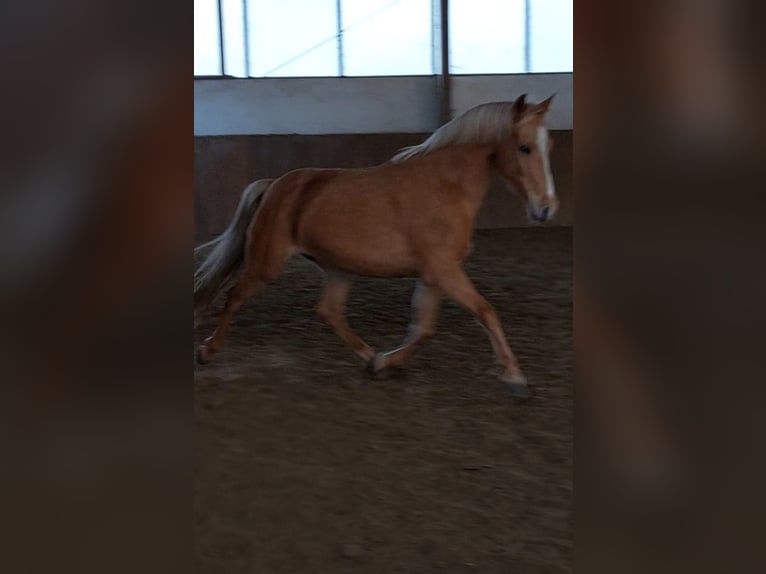 Deutsches Reitpony Stute 9 Jahre Palomino in Werne