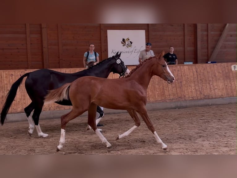 Deutsches Reitpony Stute Fohlen (02/2026) 125 cm Fuchs in Alheim