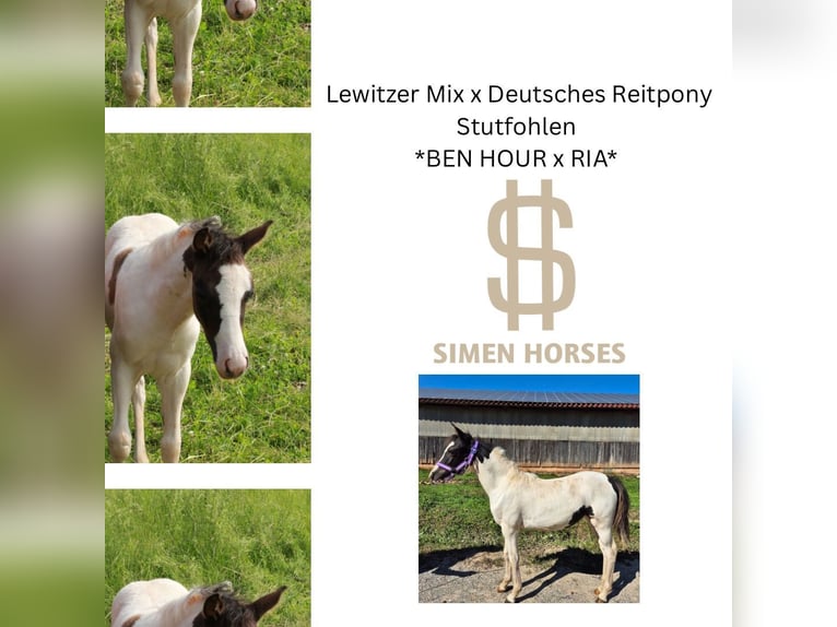Deutsches Reitpony Mix Stute Fohlen (04/2025) 140 cm Schecke in Steinen