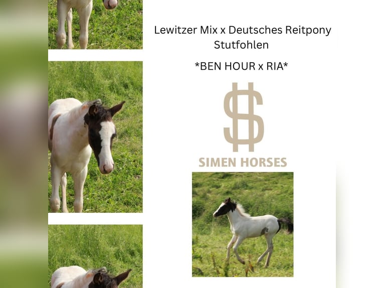 Deutsches Reitpony Mix Stute  140 cm Schecke in Steinen