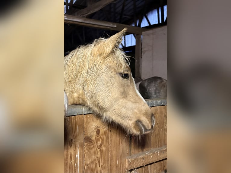 Deutsches Reitpony Stute Fohlen (03/2025) 144 cm Palomino in Westerstede