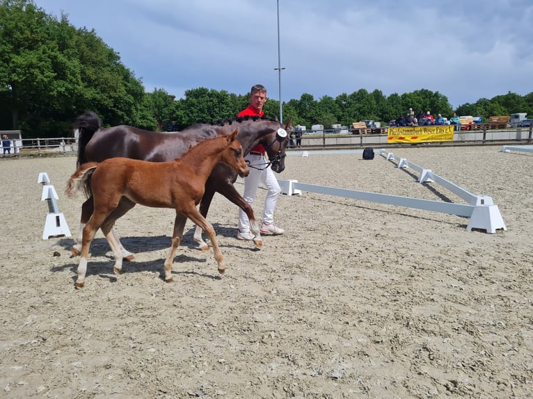 Deutsches Reitpony Stute Fohlen (03/2025) 145 cm Dunkelfuchs in Emstek/Halen