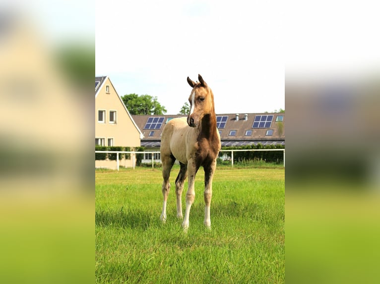 Deutsches Reitpony Stute Fohlen (04/2026) 145 cm Palomino in Leubsdorf