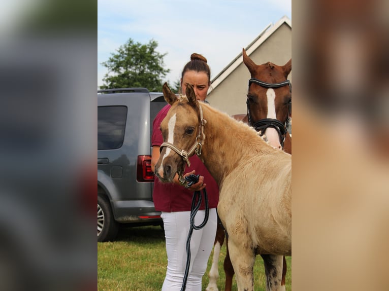 Deutsches Reitpony Stute Fohlen (04/2026) 145 cm Palomino in Leubsdorf