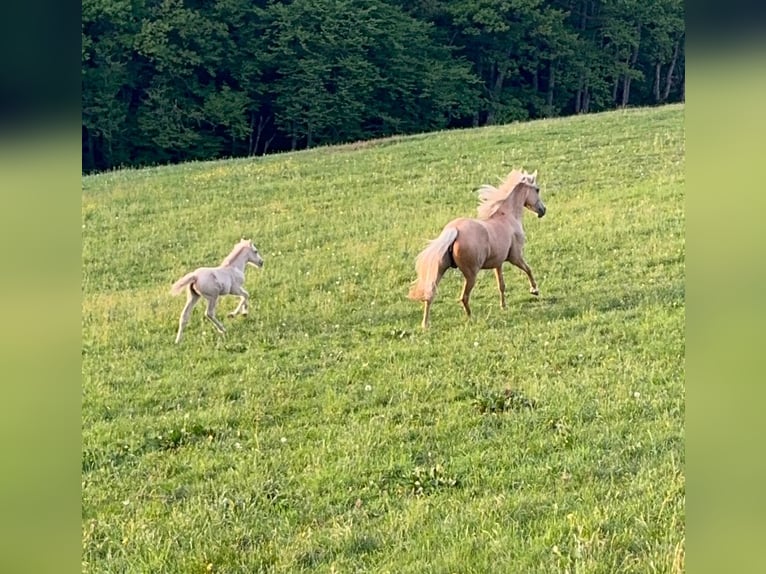 Deutsches Reitpony Stute  146 cm Palomino in Daleiden