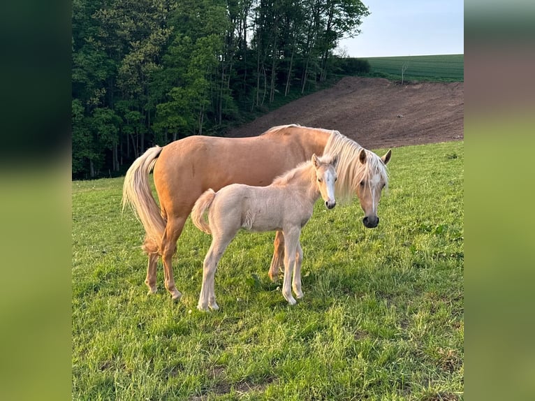 Deutsches Reitpony Stute  146 cm Palomino in Daleiden
