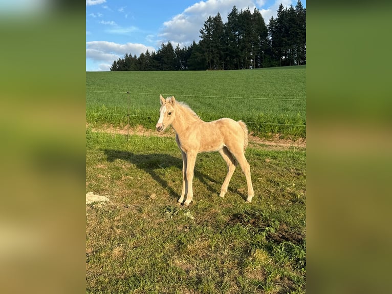 Deutsches Reitpony Stute  146 cm Palomino in Daleiden