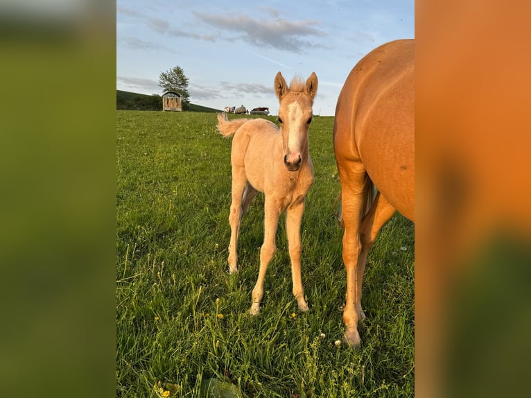 Deutsches Reitpony Stute  146 cm Palomino in Daleiden