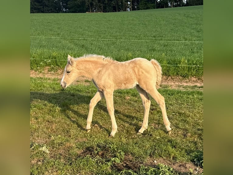 Deutsches Reitpony Stute  146 cm Palomino in Daleiden