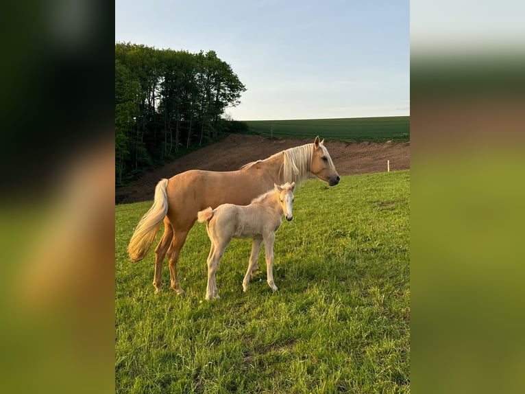 Deutsches Reitpony Stute  146 cm Palomino in Daleiden