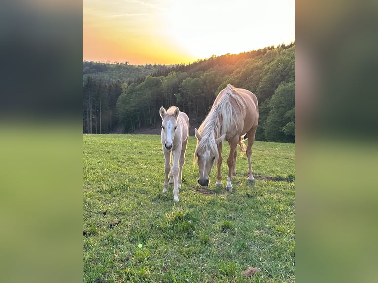 Deutsches Reitpony Stute  146 cm Palomino in Daleiden