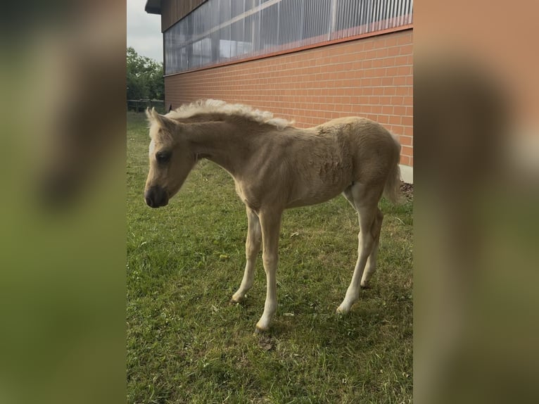 Deutsches Reitpony Stute  146 cm Palomino in Barver