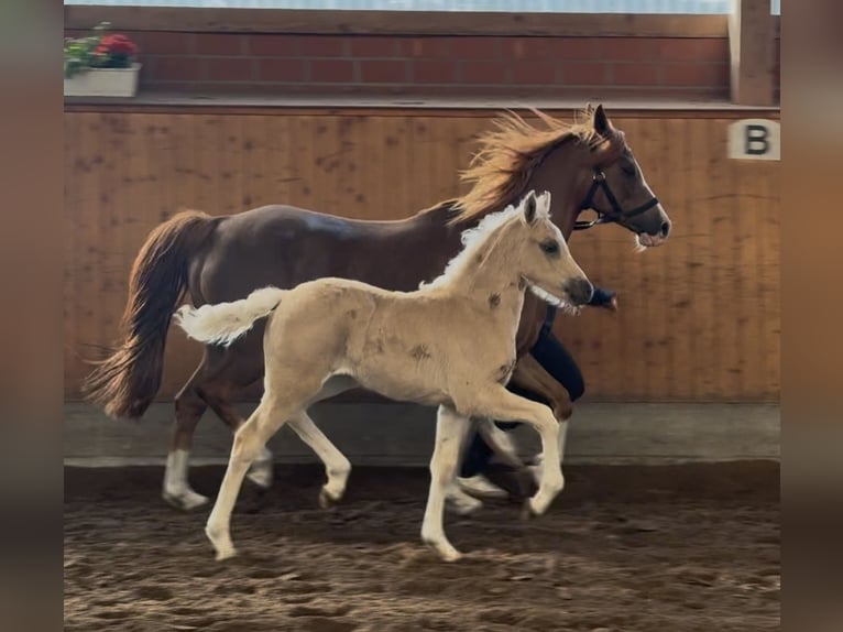 Deutsches Reitpony Stute  146 cm Palomino in Barver