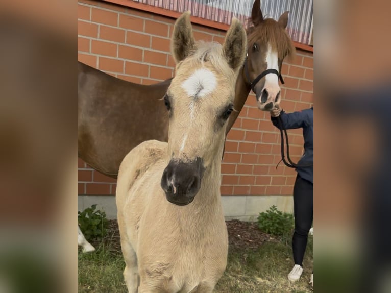 Deutsches Reitpony Stute  146 cm Palomino in Barver