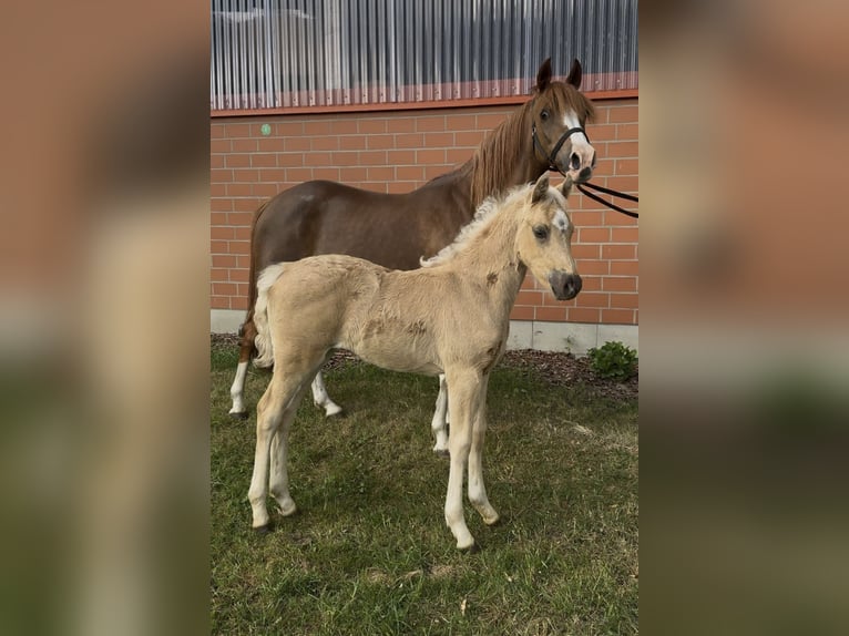 Deutsches Reitpony Stute  146 cm Palomino in Barver
