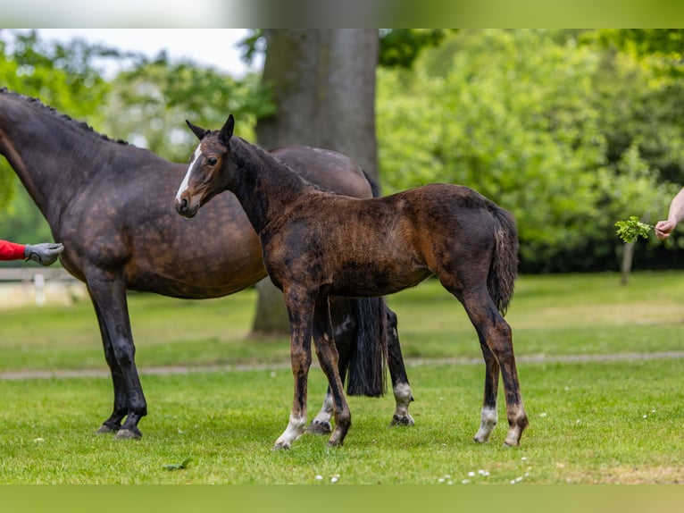 Deutsches Reitpony Stute  147 cm Brauner in Schildwolde
