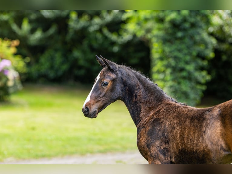 Deutsches Reitpony Stute  147 cm Brauner in Schildwolde