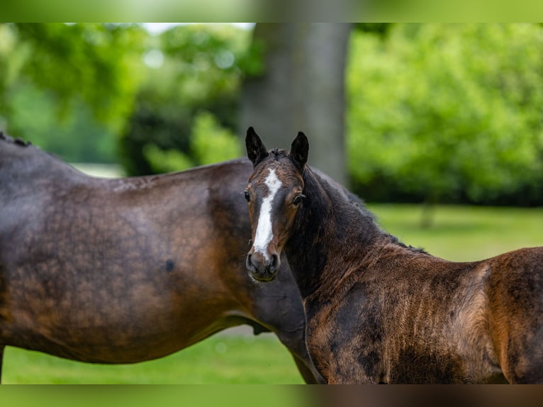 Deutsches Reitpony Stute  147 cm Brauner in Schildwolde