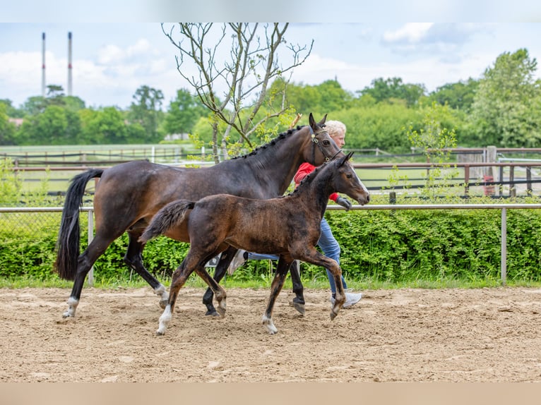 Deutsches Reitpony Stute  147 cm Brauner in Schildwolde