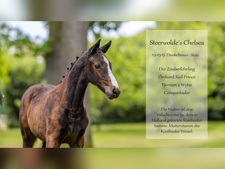Deutsches Reitpony Stute  147 cm Brauner in Schildwolde