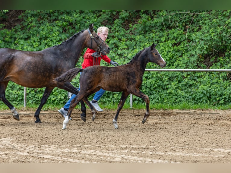 Deutsches Reitpony Stute  147 cm Brauner in Schildwolde