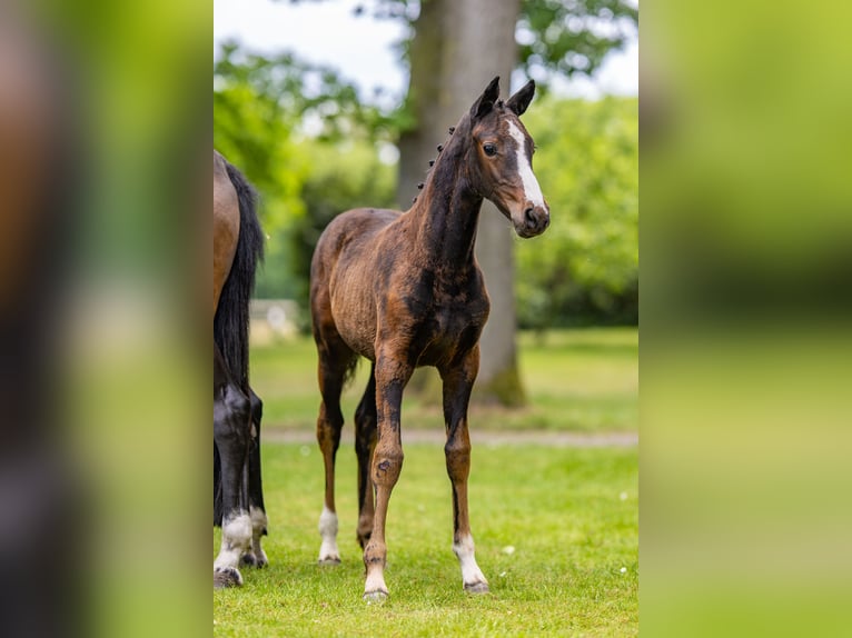 Deutsches Reitpony Stute  147 cm Brauner in Schildwolde