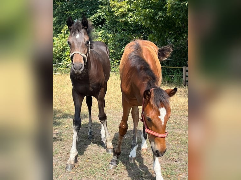Deutsches Reitpony Stute Fohlen (04/2026) 147 cm Brauner in Lienen