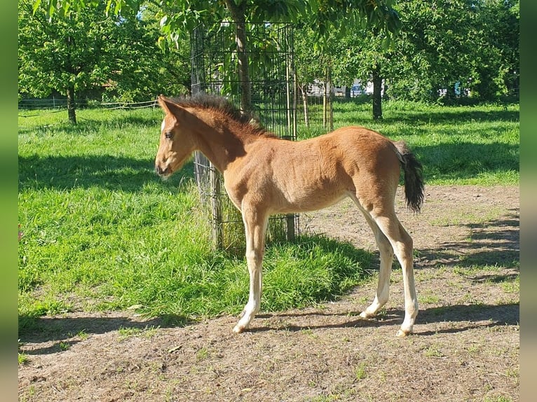 Deutsches Reitpony Stute Fohlen (04/2026) 147 cm Brauner in Lienen