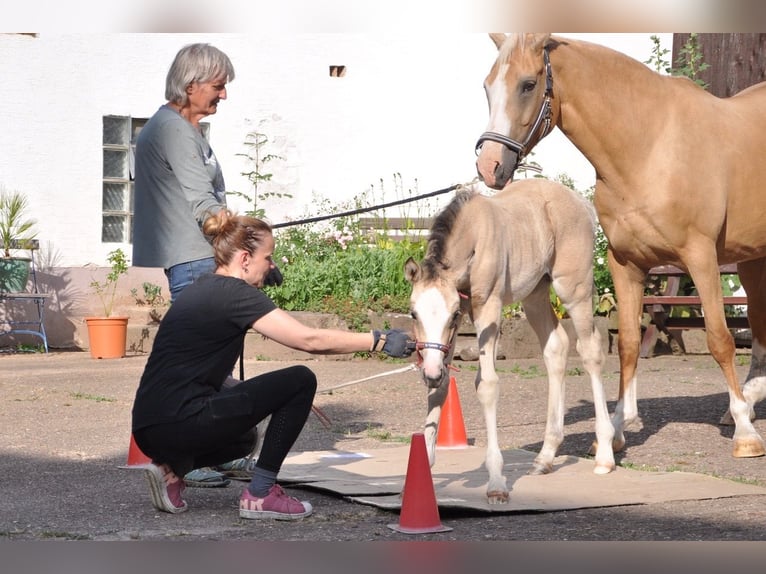 Deutsches Reitpony Stute  147 cm Buckskin in Beverungen