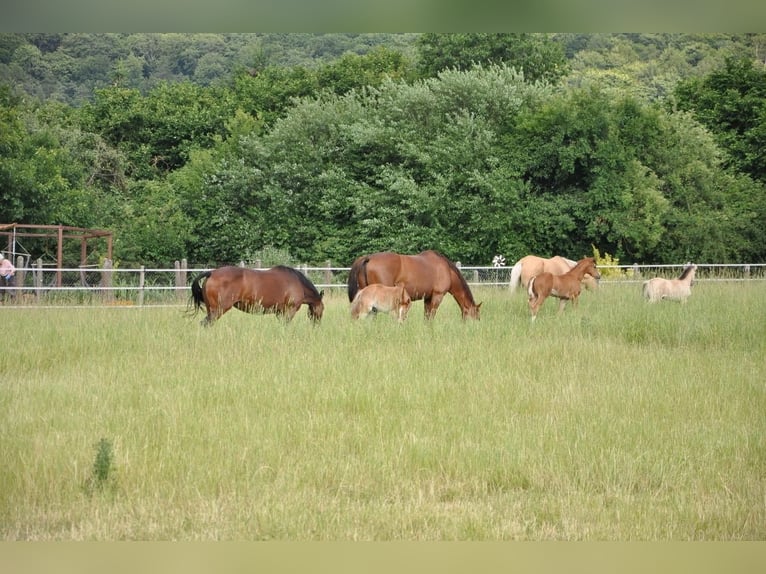 Deutsches Reitpony Stute  147 cm Buckskin in Beverungen