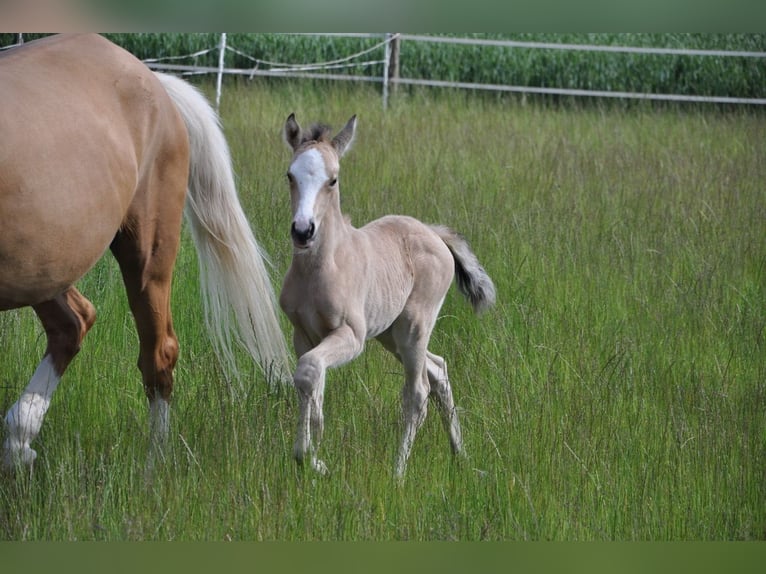 Deutsches Reitpony Stute  147 cm Buckskin in Beverungen
