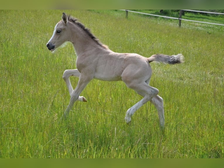 Deutsches Reitpony Stute  147 cm Buckskin in Beverungen