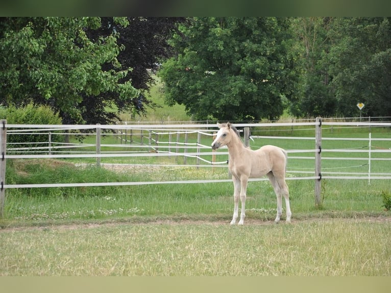Deutsches Reitpony Stute  147 cm Buckskin in Beverungen