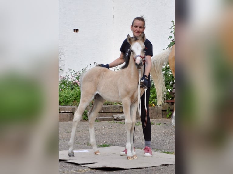 Deutsches Reitpony Stute  147 cm Buckskin in Beverungen