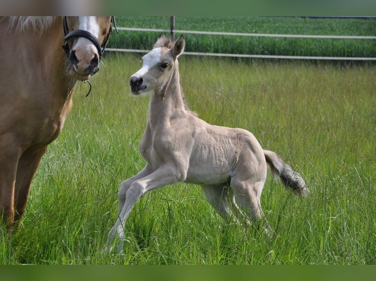 Deutsches Reitpony Stute  147 cm Buckskin in Beverungen