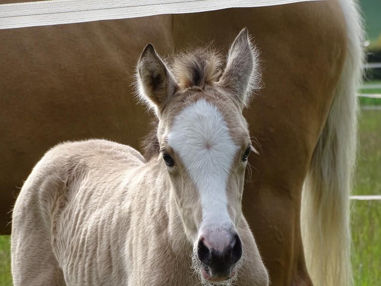Deutsches Reitpony Stute  147 cm Buckskin in Beverungen