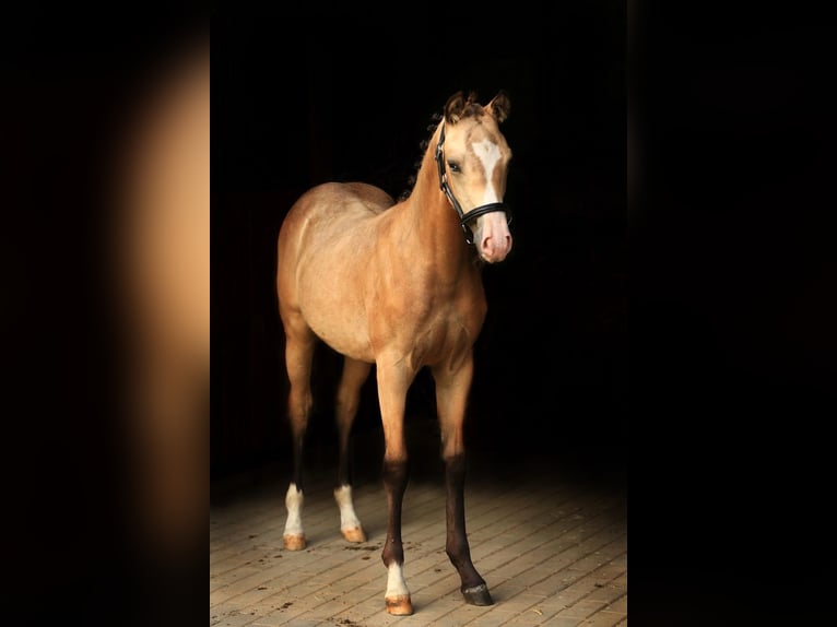 Deutsches Reitpony Stute Fohlen (03/2025) 147 cm Buckskin in W&#x105;sowo