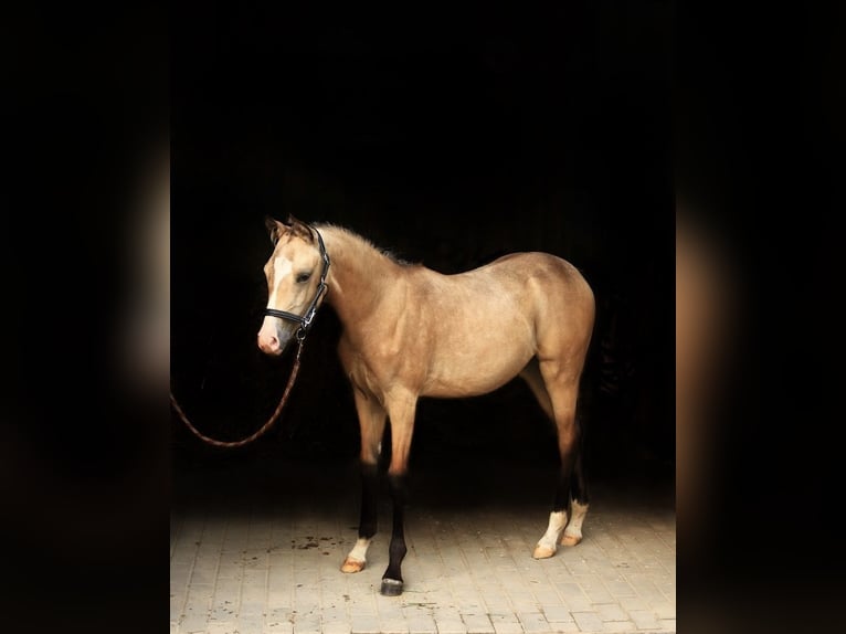 Deutsches Reitpony Stute Fohlen (03/2025) 147 cm Buckskin in W&#x105;sowo
