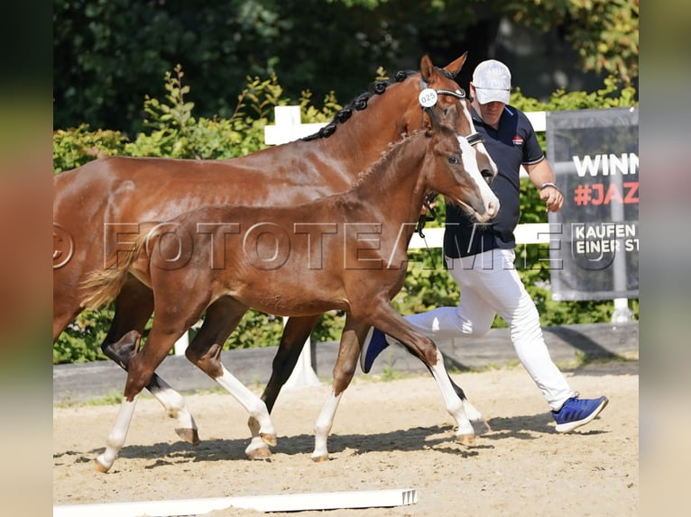 Deutsches Reitpony Stute Fohlen (02/2025) 147 cm Dunkelfuchs in Gresten