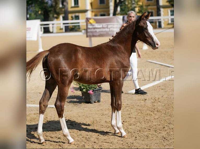 Deutsches Reitpony Stute Fohlen (02/2025) 147 cm Dunkelfuchs in Gresten