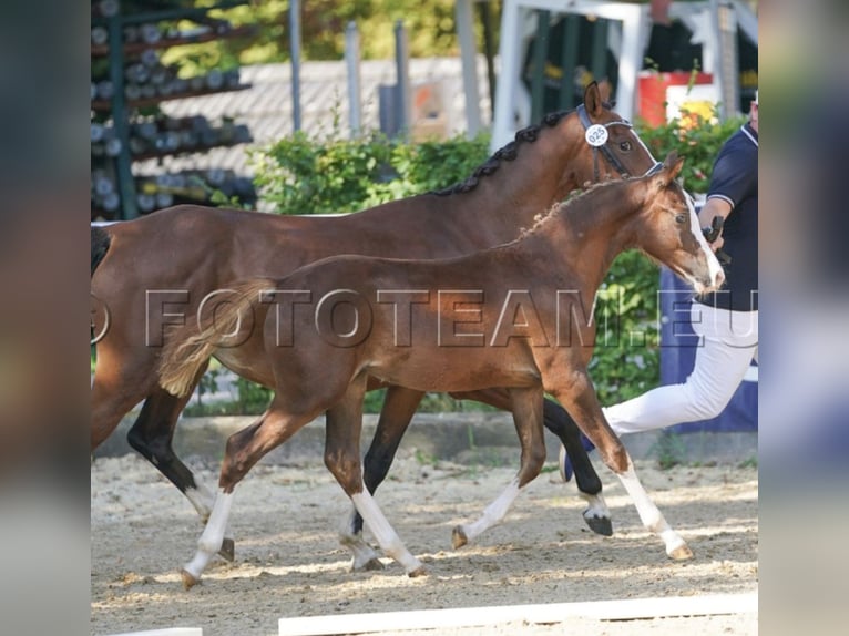 Deutsches Reitpony Stute Fohlen (02/2025) 147 cm Dunkelfuchs in Gresten